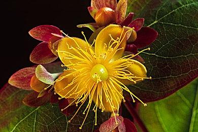 恐怖新游《Parasocial》上架steam 主播题材支持中文